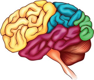 Brainregions-differentcolors