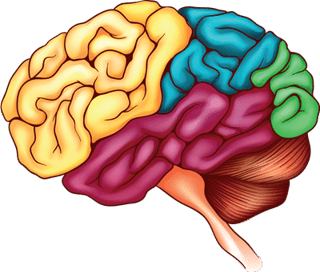 brain regions - using a neuropsychologist for concussion treatment