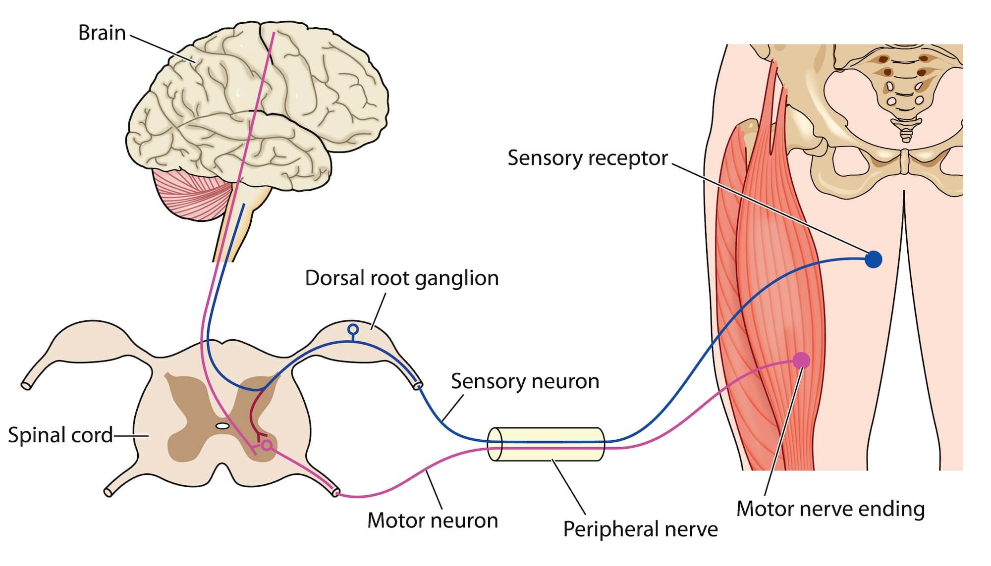 Control of muscle showing nerve paths from the brain through the spinal cord and peripheral nerves