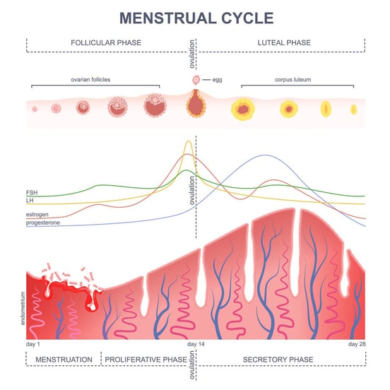 Post-Concussion Menstrual Cycle Changes You’re Not Alone 2