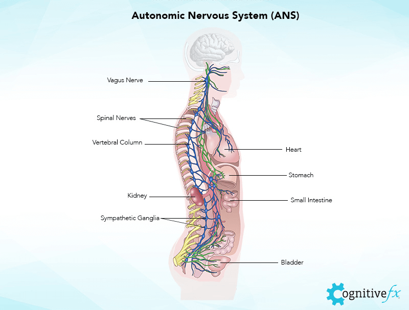 A drawing of the autonomic nervous system within the body. 