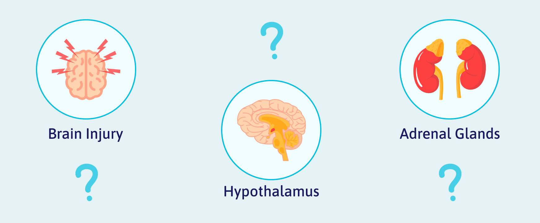 Drawings of a brain, hypothalamus, and adrenal glands. 