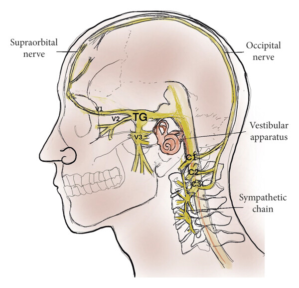 Supraorbital Brain Image