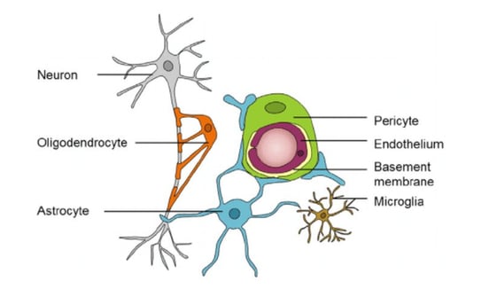 Yes, COVID Affects the Nervous System (& What to Do About It) (5)-1