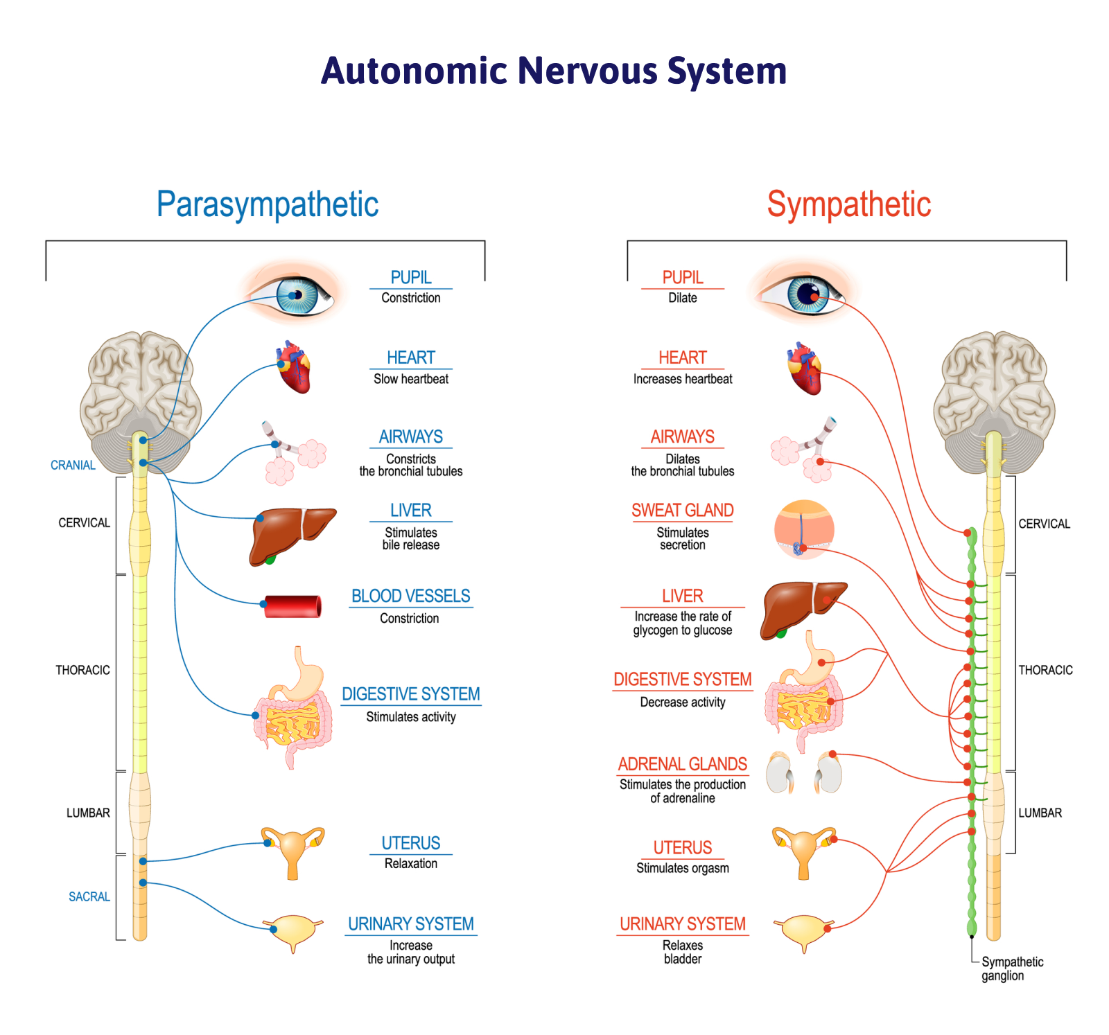 Graphic showing how the parasympathetic and sympathetic nervous systems affect various bodily functions. 