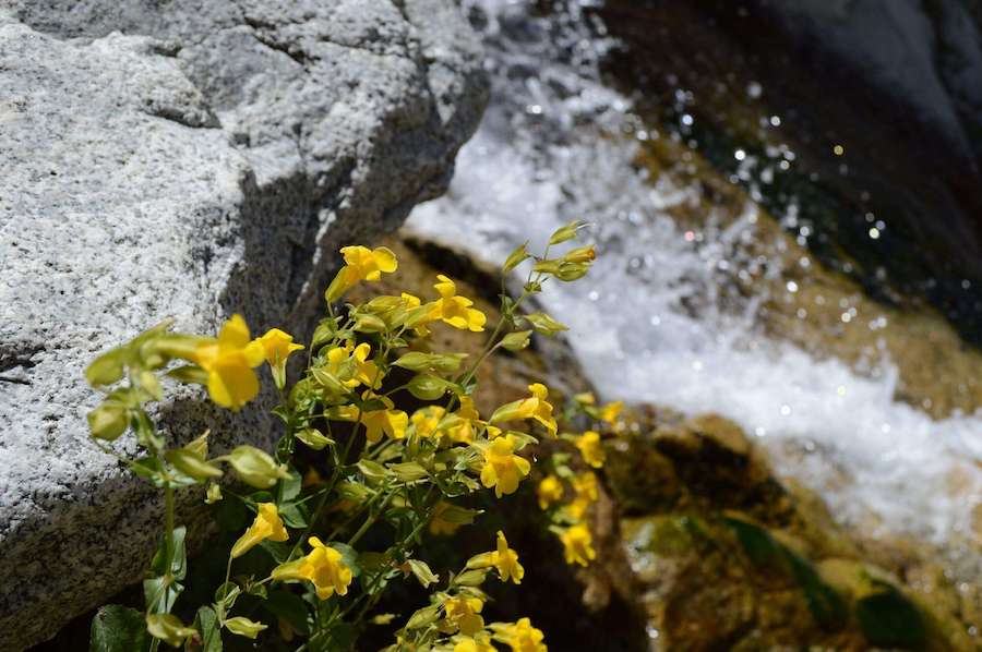 The flowers atop Lisa Falls.