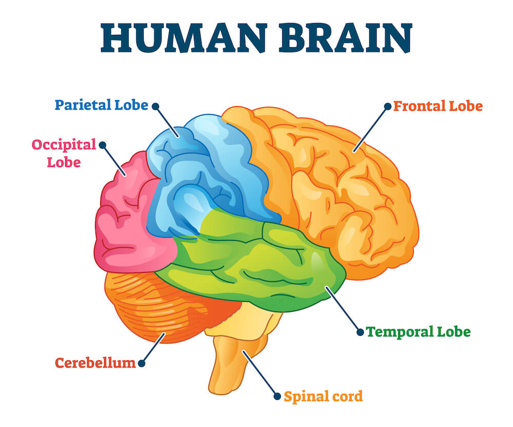 A diagram showing all the main parts of the brain: Parietal Lobe, Occipital Lobe, Frontal Lobe,  Temporal Lobe, Cerebellum, and Spinal Cord.