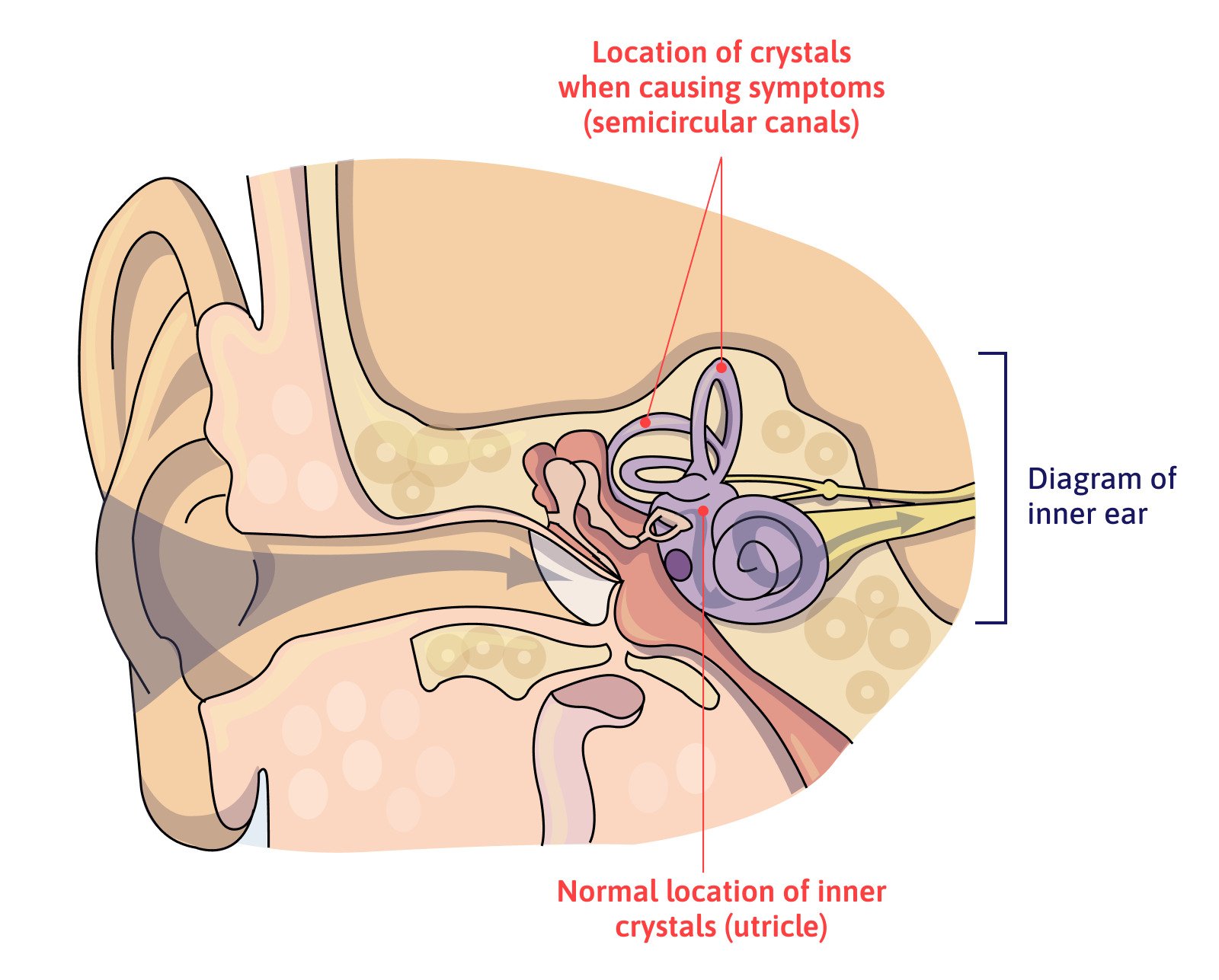 Diagram of the inner ear. 