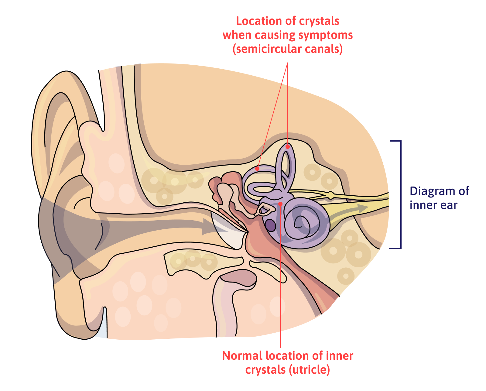 Diagram of the inner ear and the location of crystals