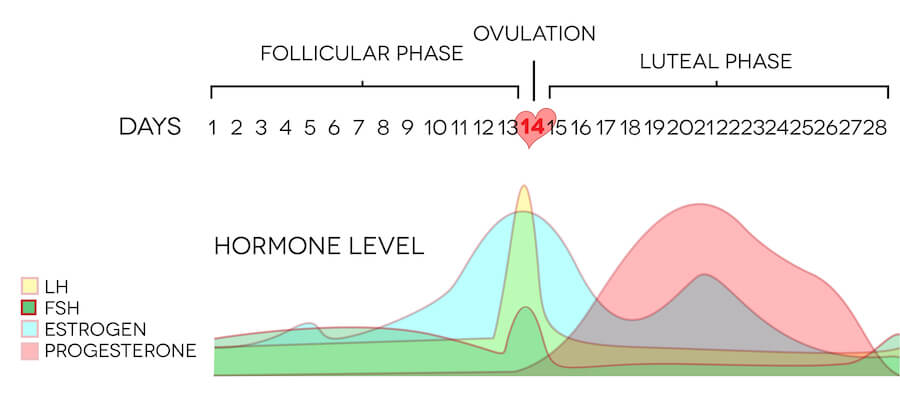 Female ovulation: follicular phase vs luteal phase and hormone levels.