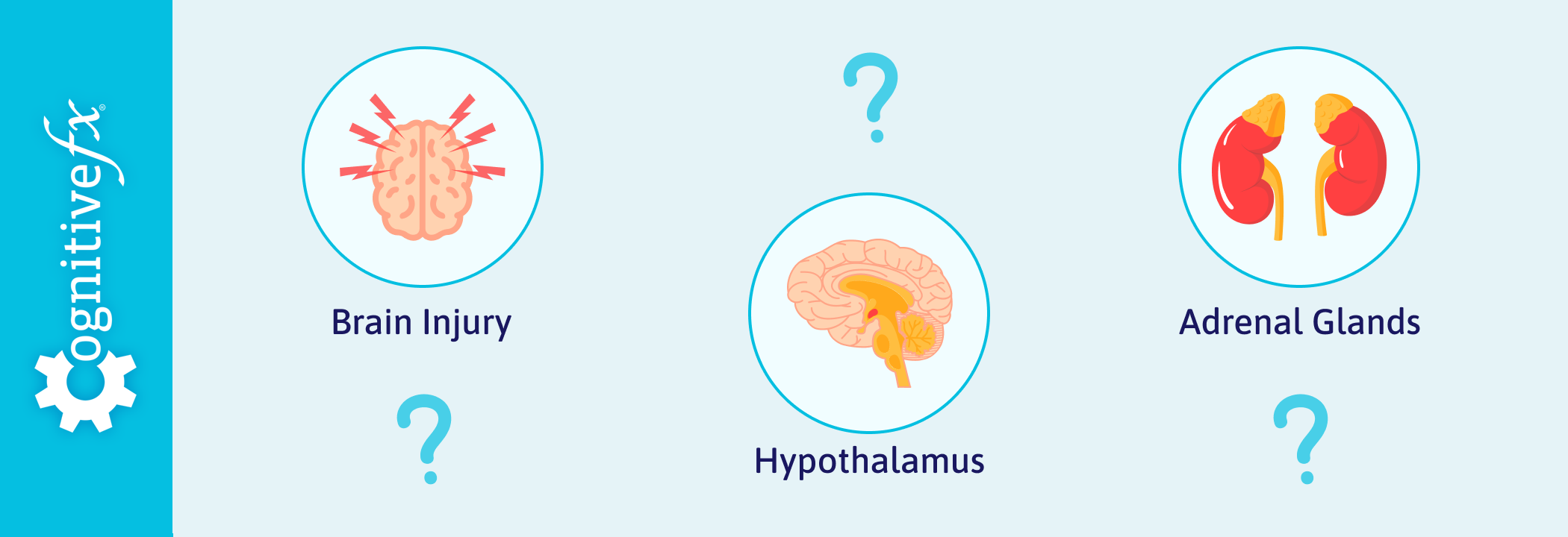 hormone dysregulation illustration