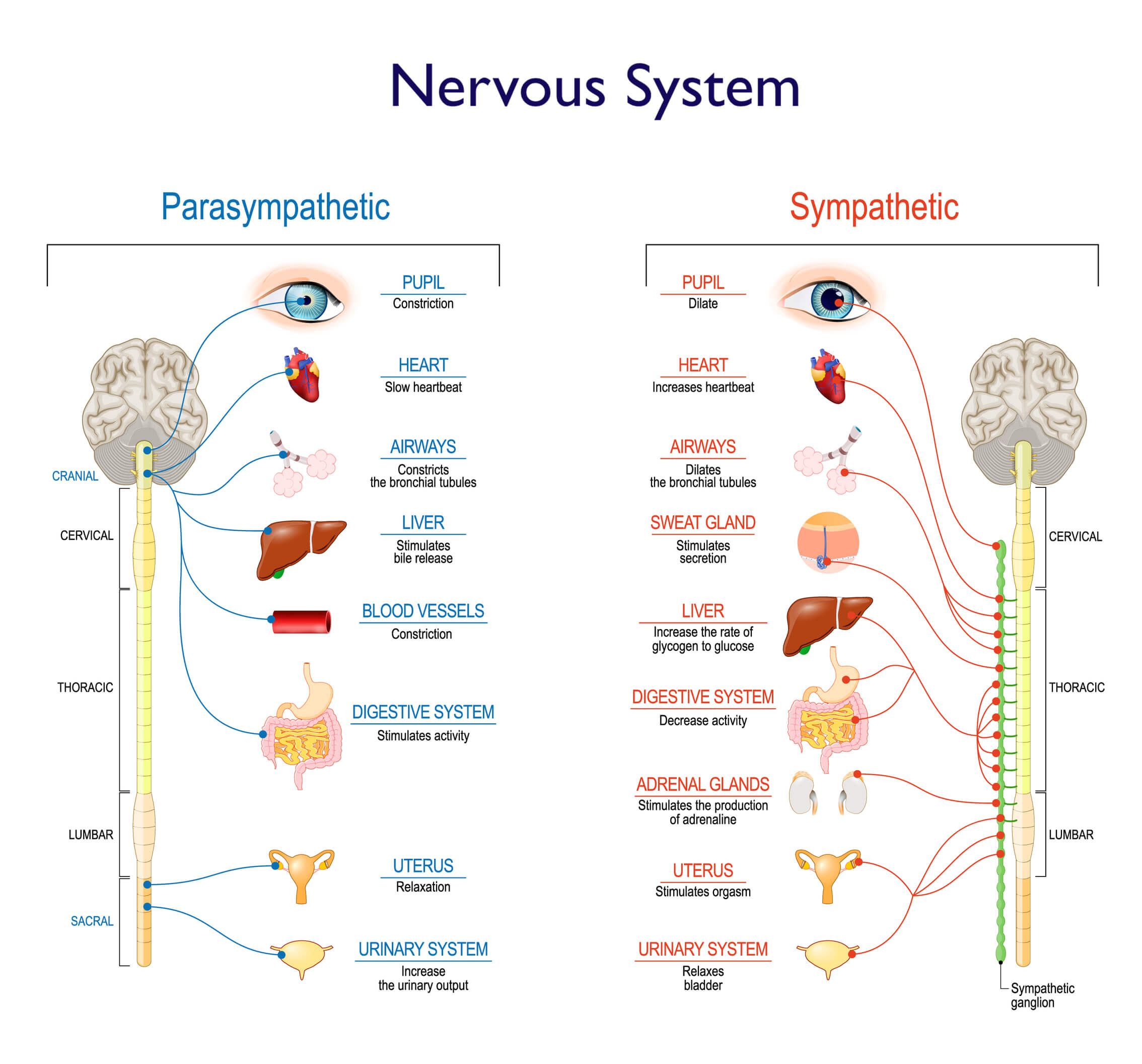 Nervous System: Parasympathetic vs Sympathetic