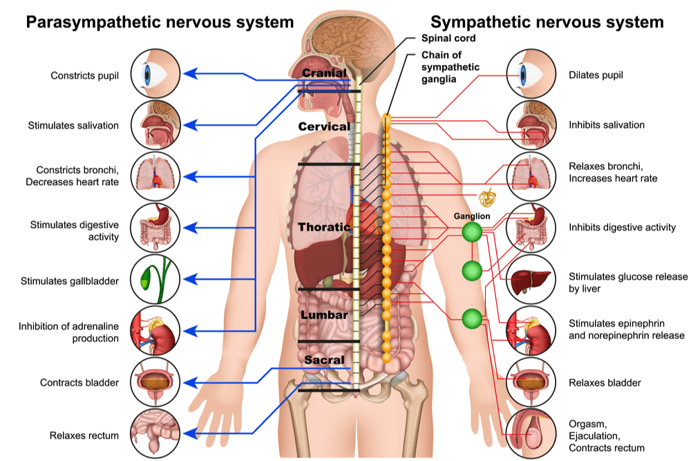 The parasympathetic nervous system and the sympathetic nervous system perform different functions of the body. 