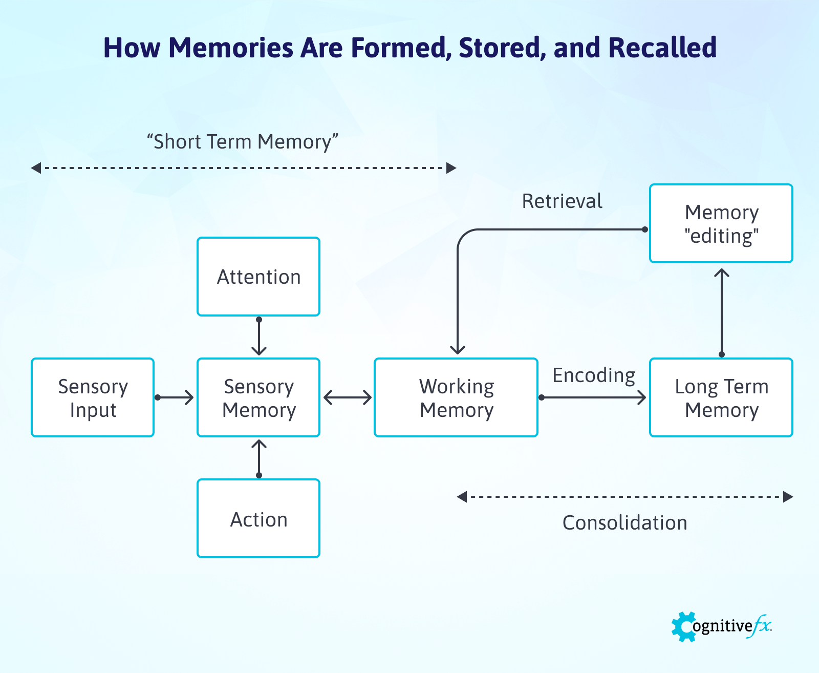 Short term memory deals with sensory memory and working memory and long term memory deals with consolidating working memory.