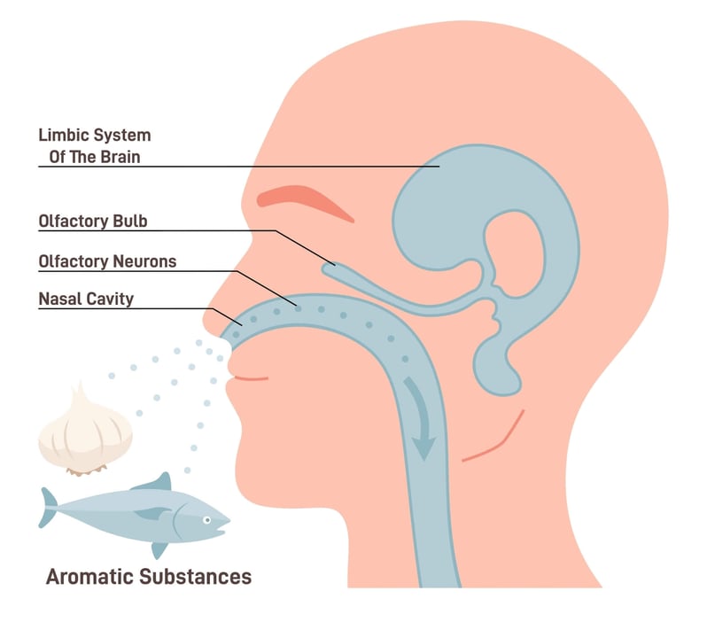 How to Regain Your Sense of Smell & Taste After Head Injury