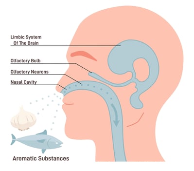 Diagram showing how smell works. 