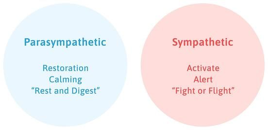 Parasympathetic and sympathetic nervous system. 