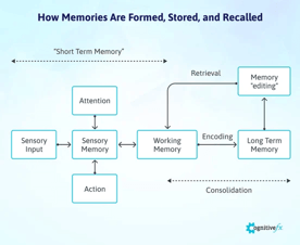 How to Recover from Memory Loss After a Head Injury
