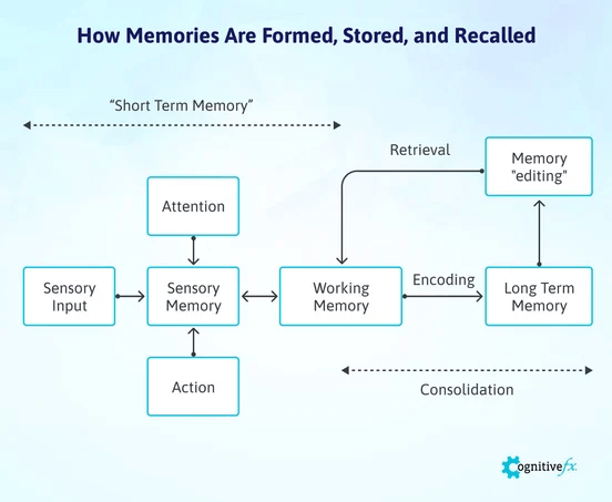 How memories are formed, stored, and recalled.