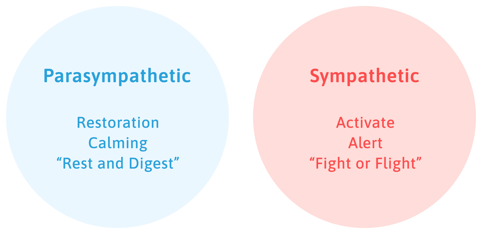 Parasympathetic vs Sympathetic: "Rest and Digest" vs "Fight or Flight"