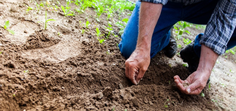 A man is gardening