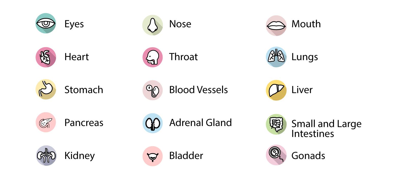 Systems that involve your ANS: Eyes, Heart, Stomach, Nose Throat, Bladder, Kidneys, the list goes on and on!