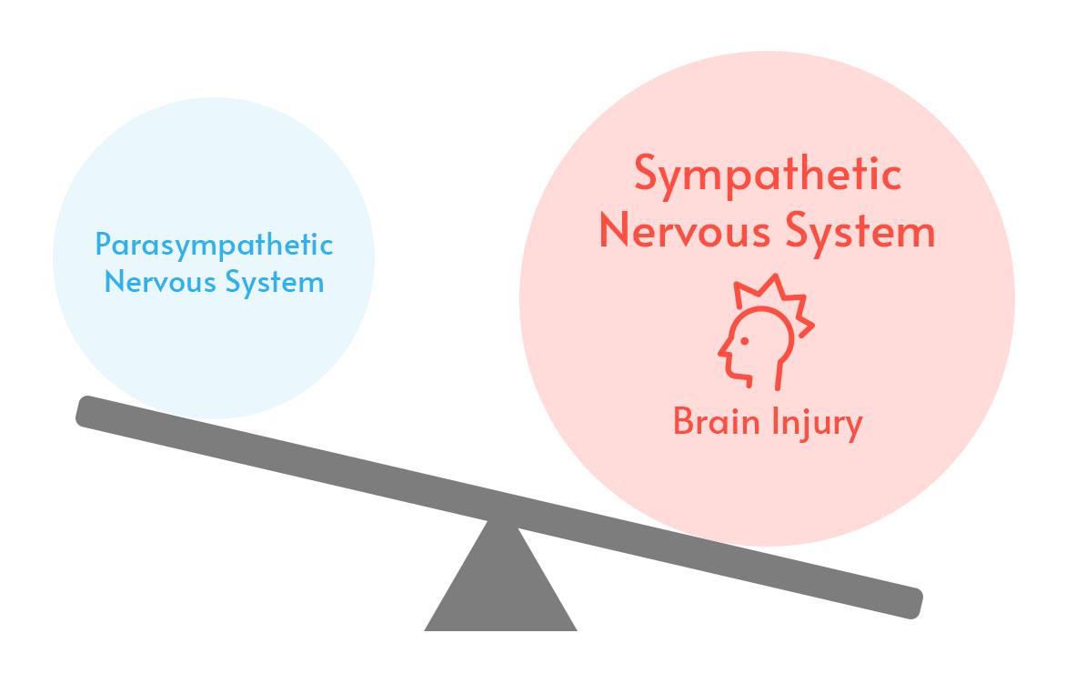 Parasympathetic Nervous System vs Sympathetic Nervous System