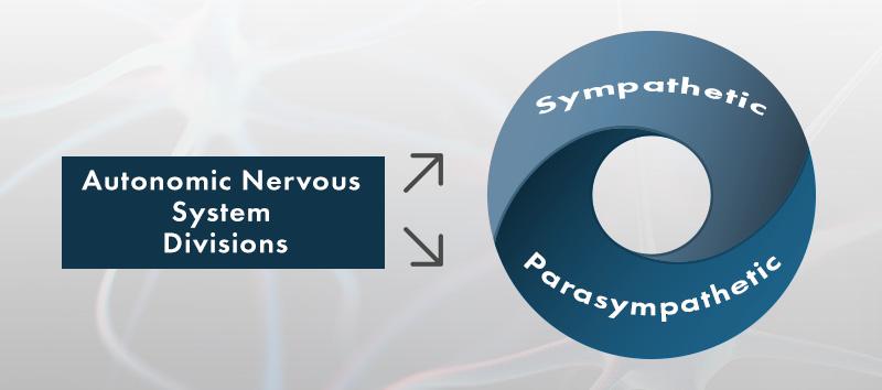 Autonomic Nervous System Divisions: Sympathetic and Parasympathetic.