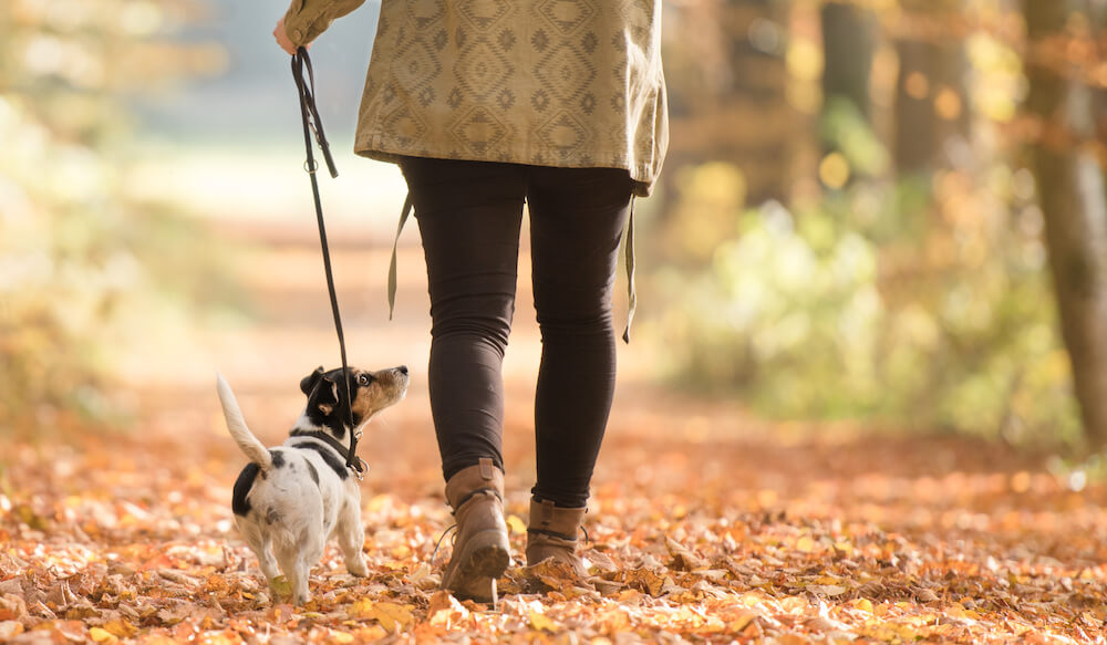 A woman is out for a walk with her dog.