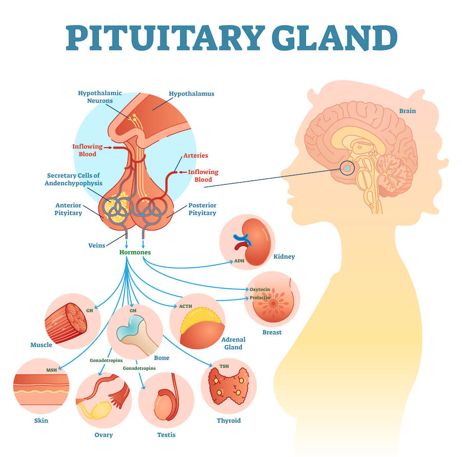 The Structure of the Pituitary Gland 