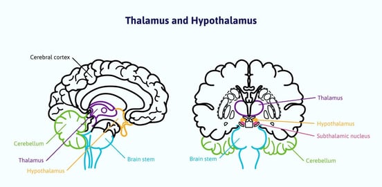 post-traumatic-brain-injury-hormone-dysregulation-4