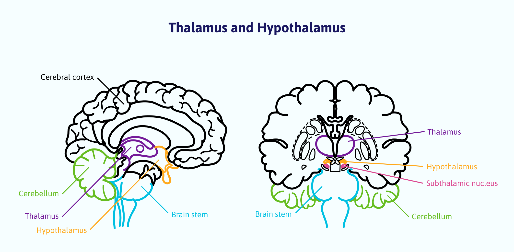 The Thalamus and Hypothalamus