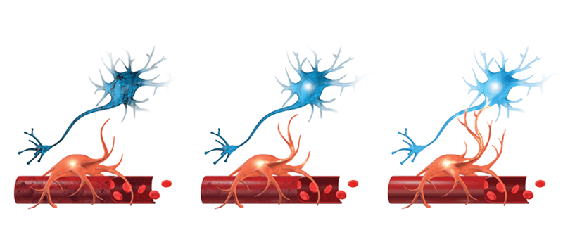 A graphic depicting neurovascular coupling